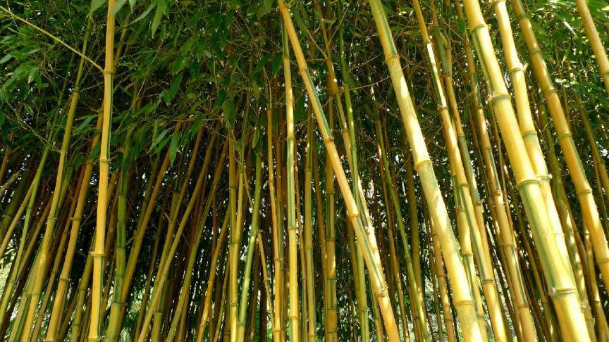 Bamboo Project