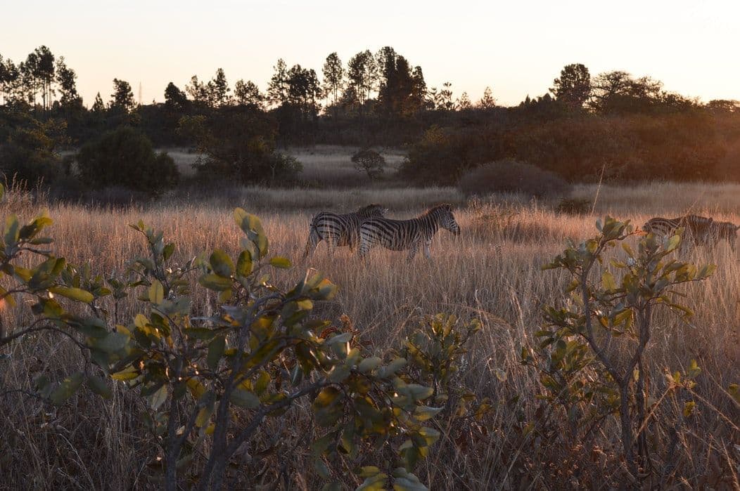 Game Reserve / Conservation